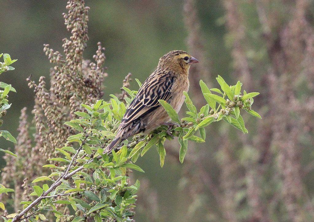 Yellow-mantled Widowbird: Iconic Avian Species of the Masai Mara National Park