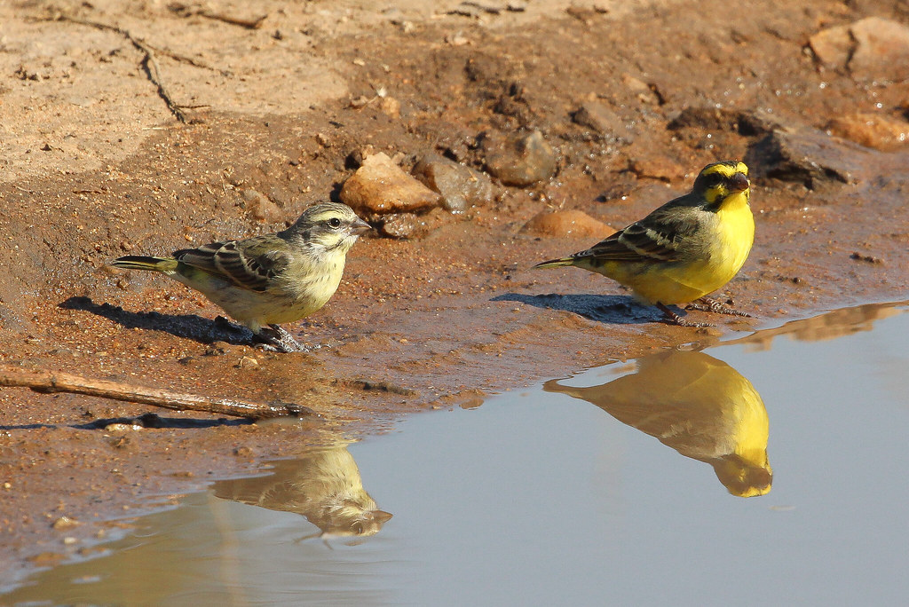 1. Discover the ‍Yellow-fronted Canary: ‍A Vibrant Species ‌in the ⁣Masai ​Mara