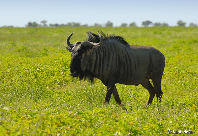 Unveiling the ⁢Great Migration: Witnessing the Spectacle of ‌Wildebeest Herds‍ and the Striking‍ Predator-Prey Interactions in Masai Mara