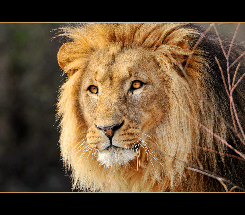 The Roar of the Mighty Lion: ​A Thrilling ‌Encounter in Maasai Mara