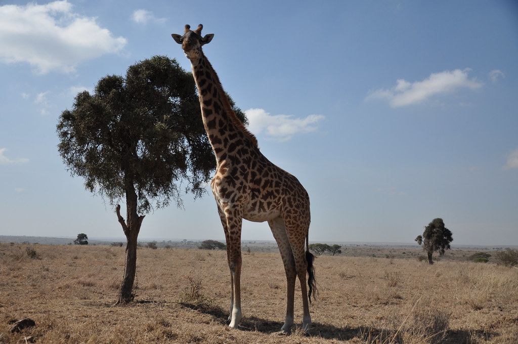 The Majestic Giraffes ​of Maasai Mara: A Guide ‍to ⁢Spotting Them‍ near the⁢ Riverbanks