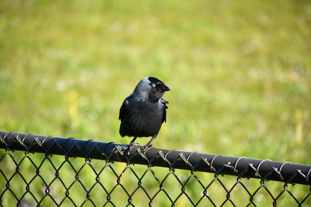 Expert Guide Recommendations for Bird Watching in Maasai Mara