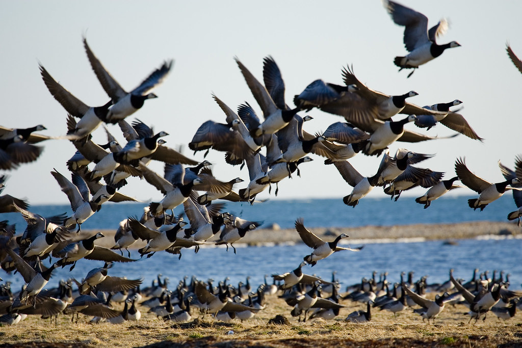 Bird Watching in Maasai Mara: Exploring Avian Biodiversity in East Africa's Famous National Park