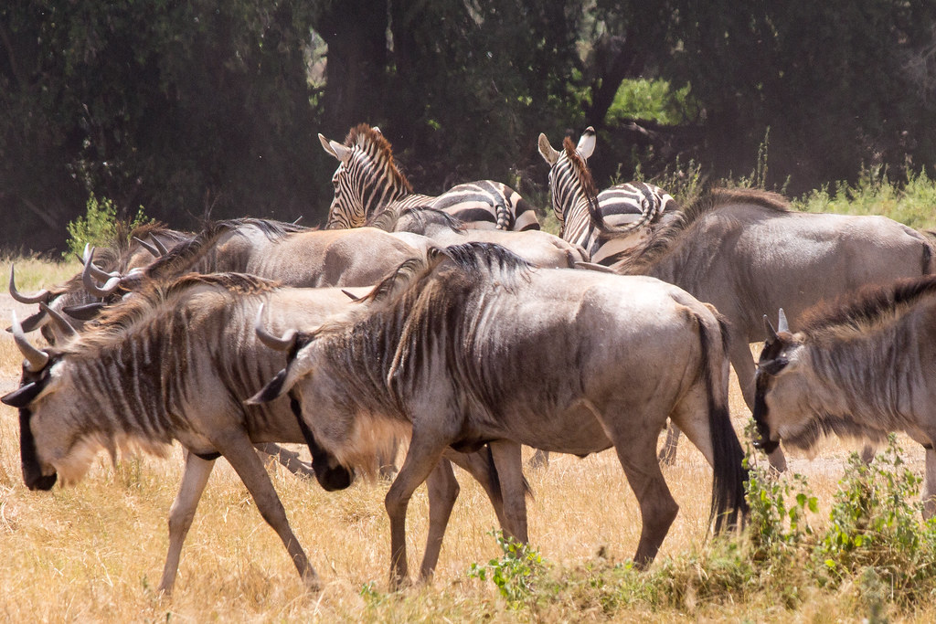 1. Spectacular ⁢Wildebeest River​ Crossings: A Must-See Experience in Maasai Mara National Park