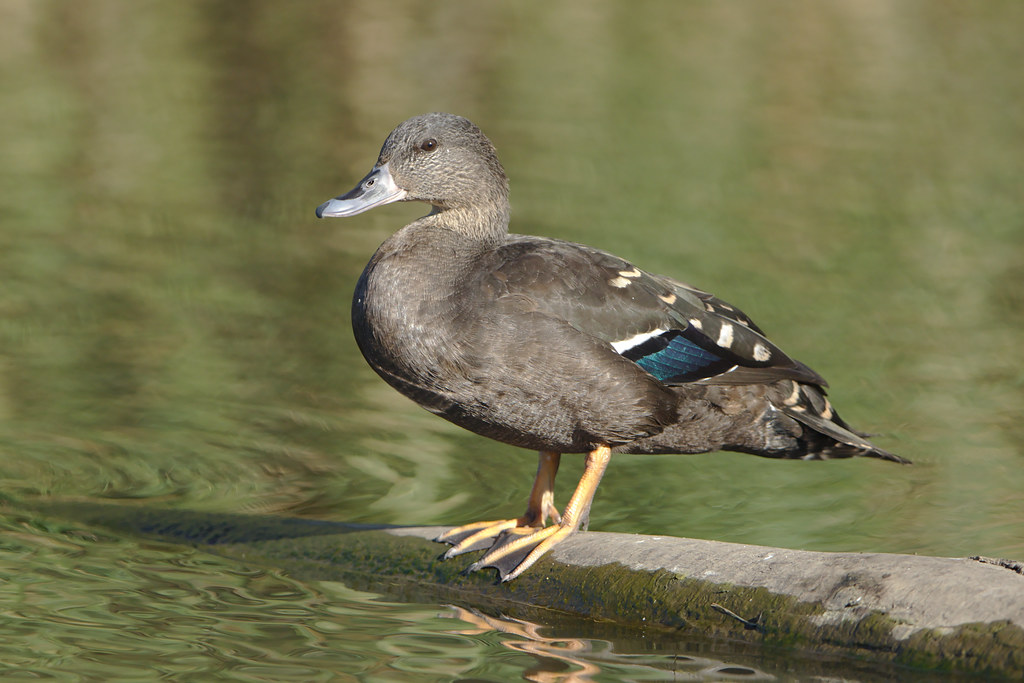 Unveiling the Fascinating Habits and Behaviors of the African Black Duck in⁣ Masai Mara National Park