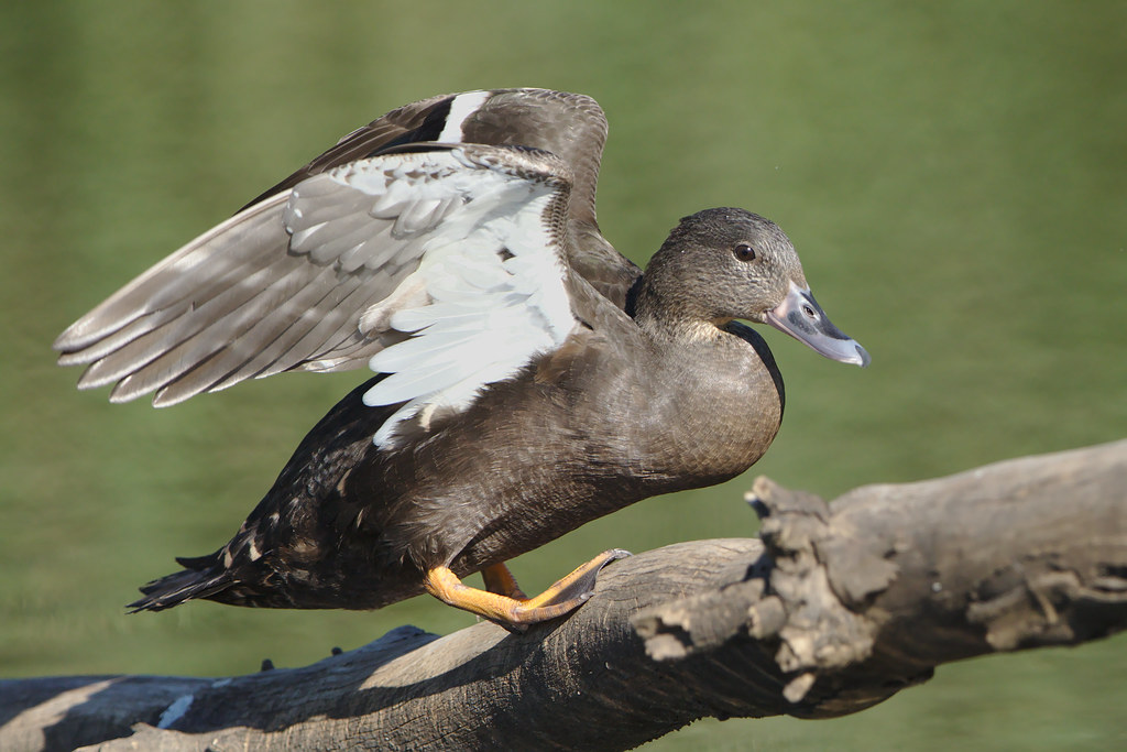 Discover the ‍African Black Duck: ​An Enigmatic Waterfowl of Masai Mara