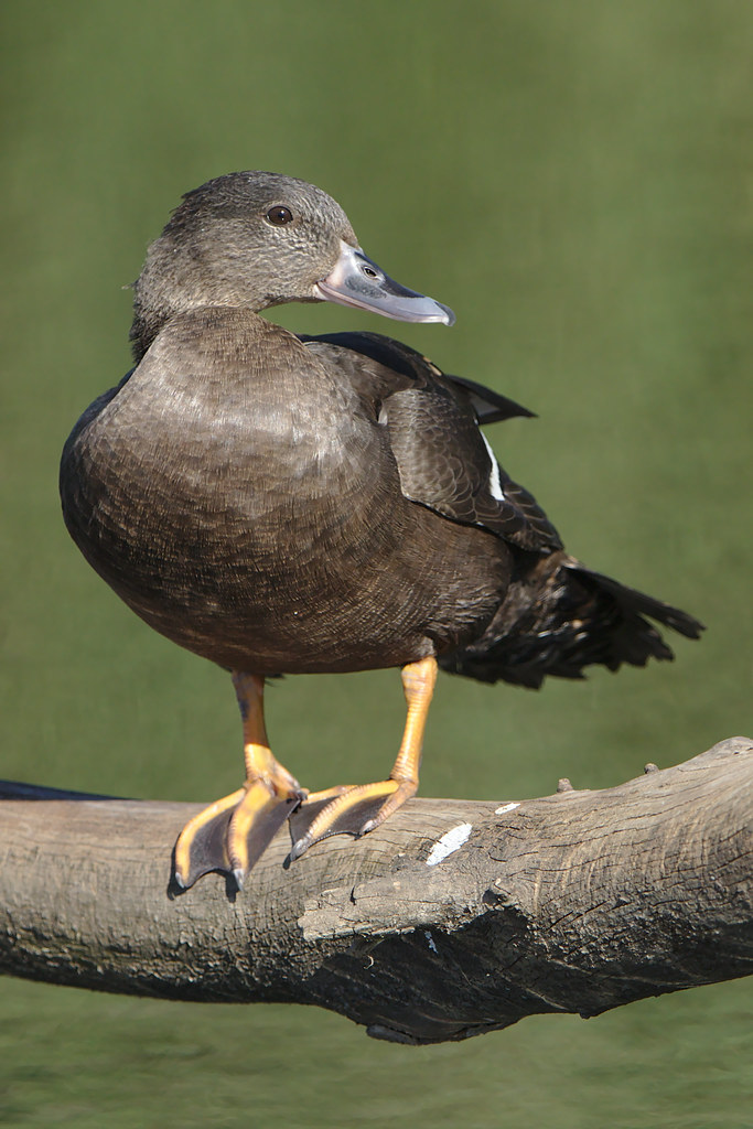 Conservation⁢ Efforts for the African ⁣Black Duck: Preserving a ⁤Unique Species in Masai Mara