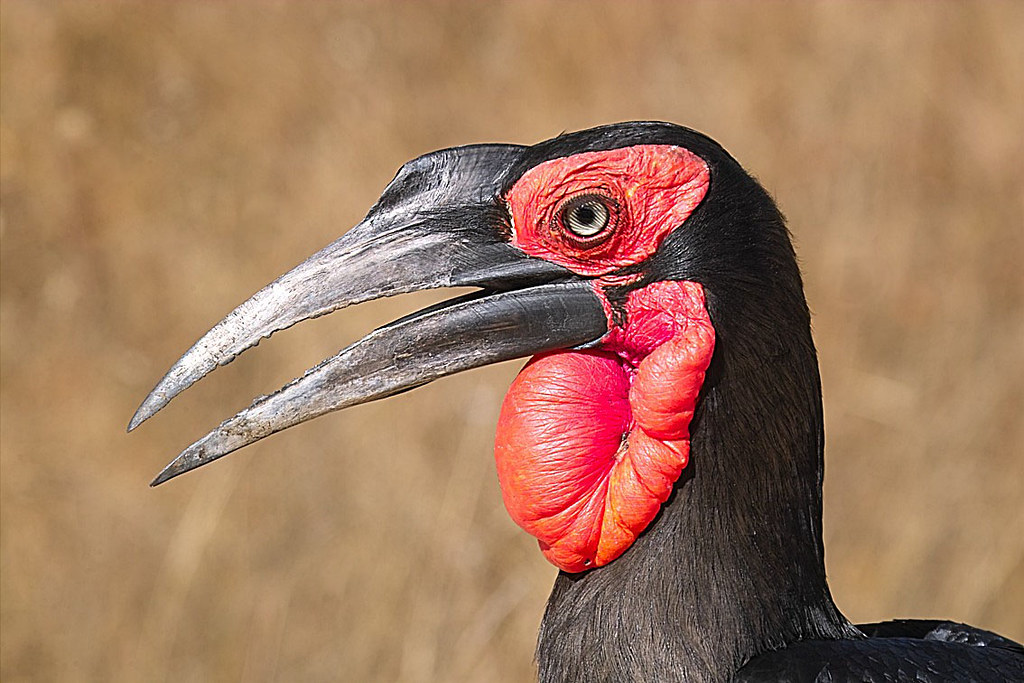 2. Habitat and ⁤Behavior of⁢ the Southern Ground ​Hornbill⁣ in Masai Mara: Insights from ⁤an Iconic Grounddweller