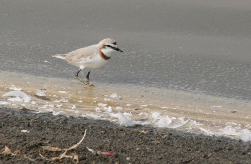 Tips for Spotting the Chestnutbanded ​Plover in Masai ​Mara