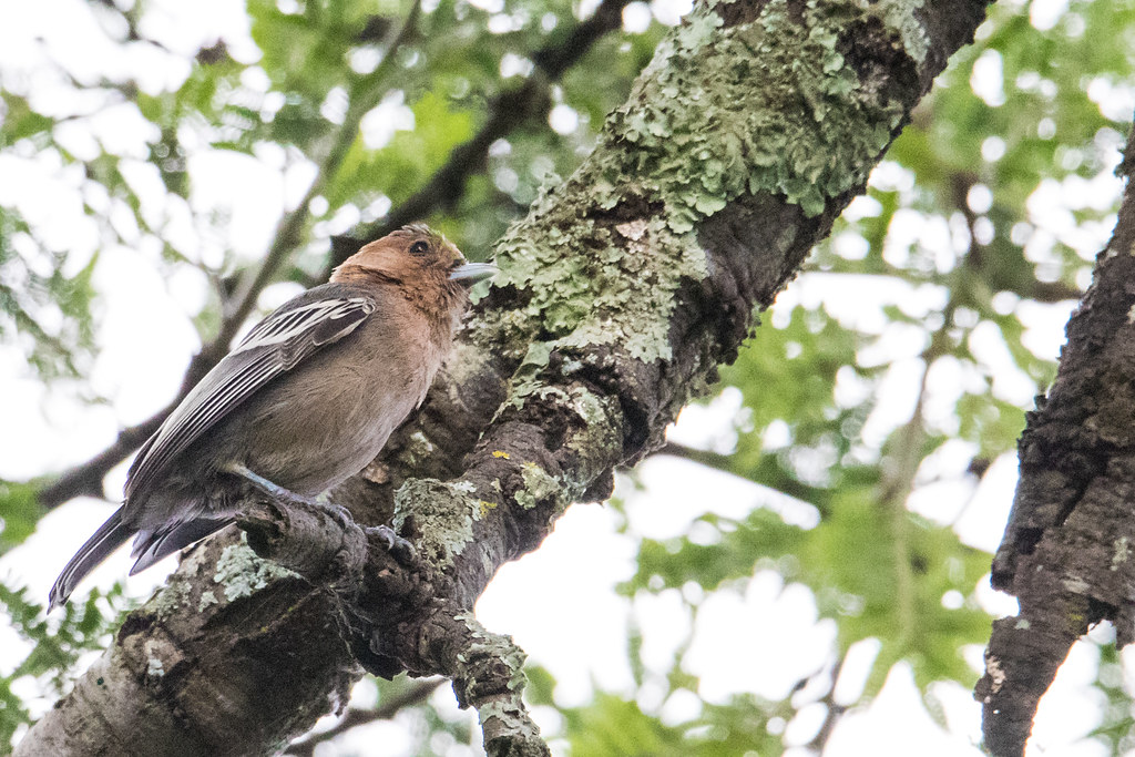 -⁤ Introduction to‍ the‍ Redthroated Tit: ‍A Colorful Jewel of Masai ⁣Mara