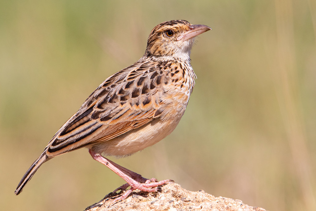 The Melodic Presence of Rufousnaped Lark:⁣ Discovering the Musical Wonders in Masai Mara