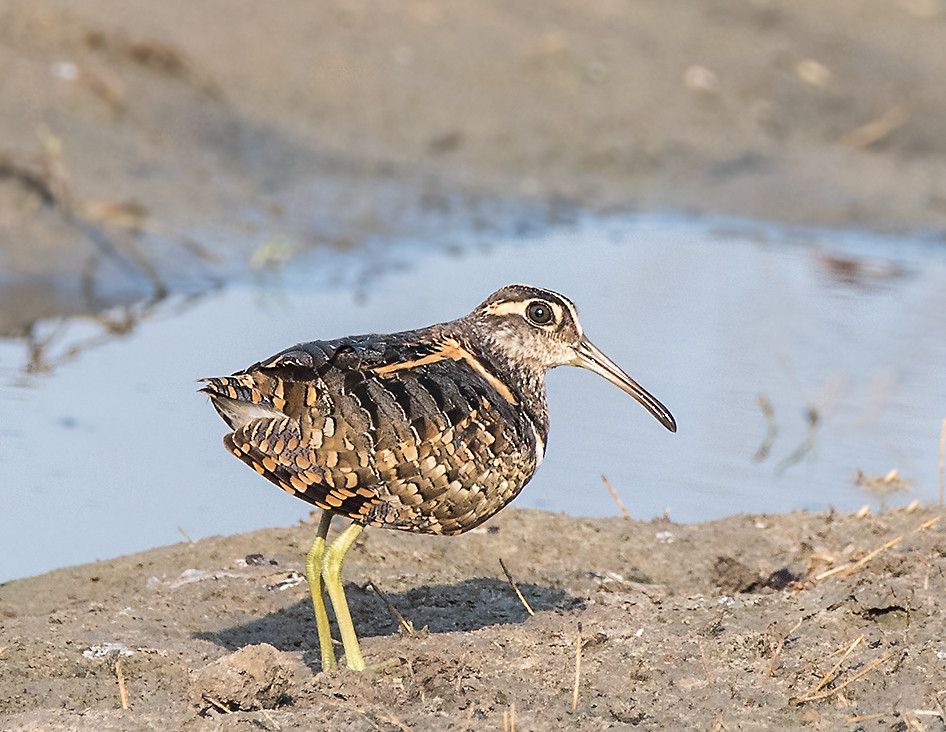 A ⁢Hidden Wonder:‌ Unveiling the Greater Painted Snipe in⁣ Masai Mara