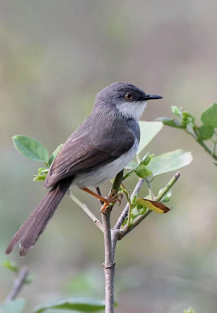 Grey ⁣WrenWarbler:​ A Fragile Songbird That Enchants Masai Mara