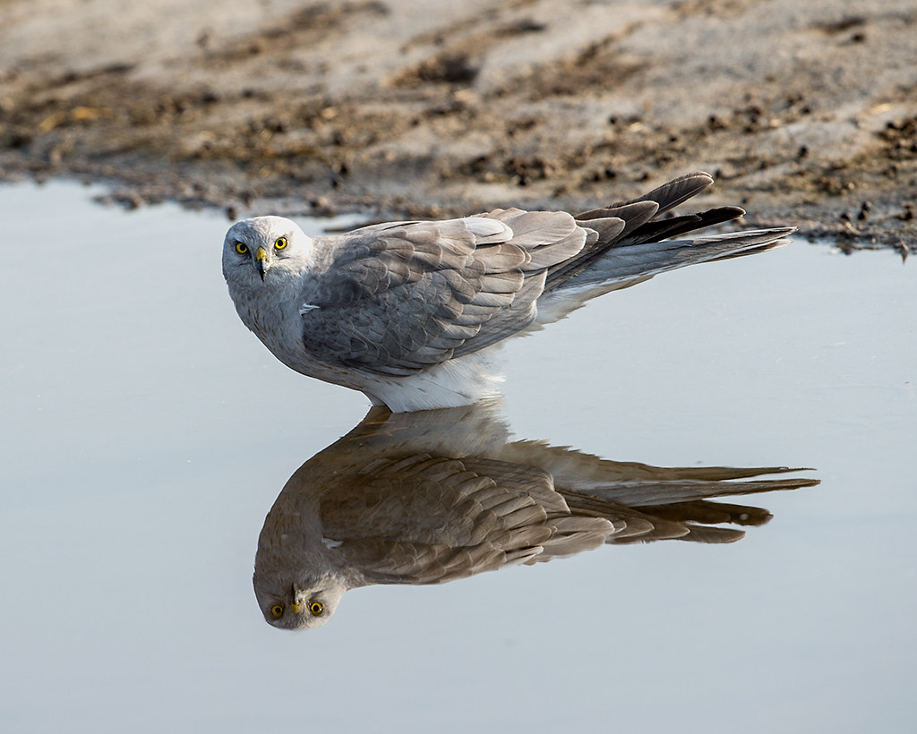 A Birdwatcher's Paradise: Optimal Spots for Observing Pallid Harriers in Masai Mara