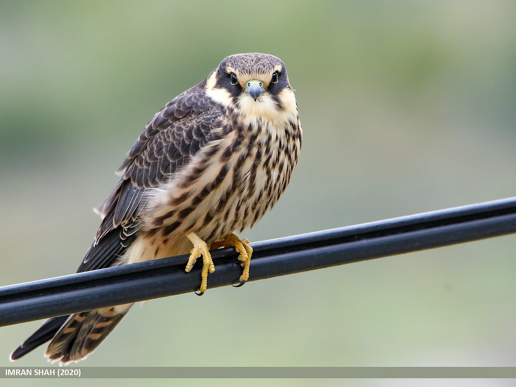 5. Coexistence⁤ with Other⁣ Raptors: ‌Insights into the Relationship of the Eurasian Hobby with Other Bird ‌Species in Masai Mara