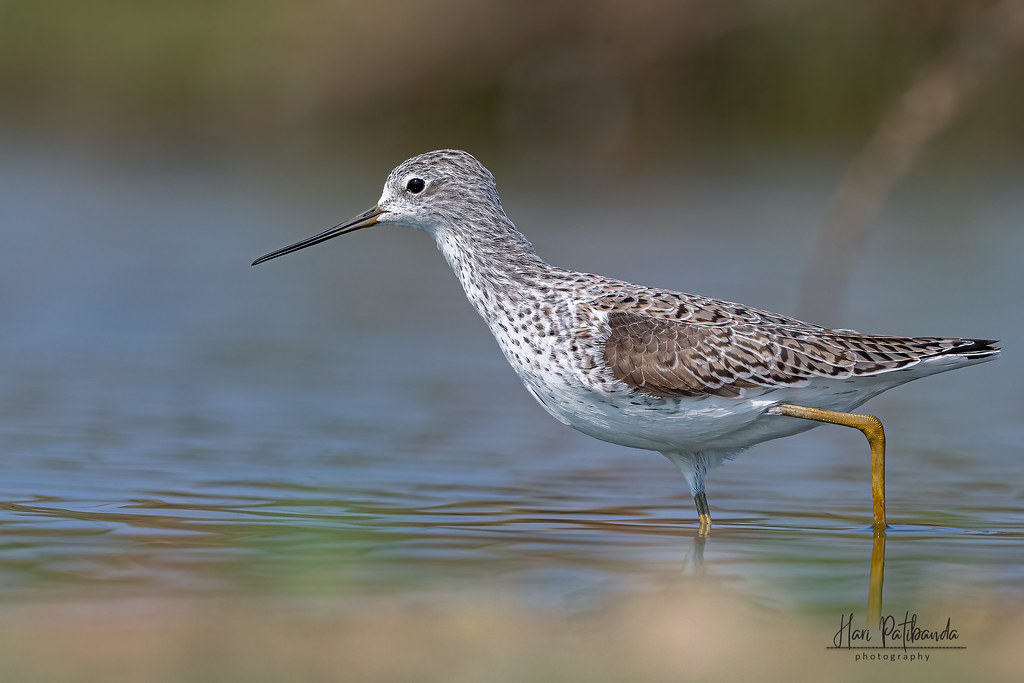 Discover⁣ the Breathtaking Habitats of the Marsh Sandpiper in Masai Mara ​National ​Park