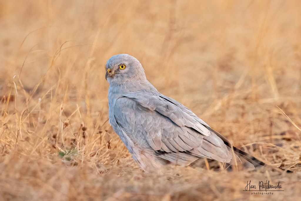 An Elusive ⁤Beauty: The​ Pallid Harrier's Rarity ⁤in ‍Masai ⁤Mara