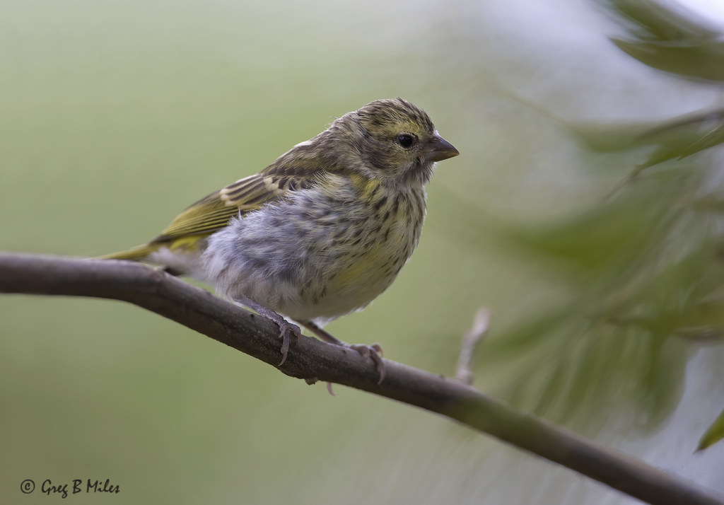 Heading 5: Preservation Efforts: Protecting the Whitebellied Canary's Habitat in Masai Mara for Future Generations