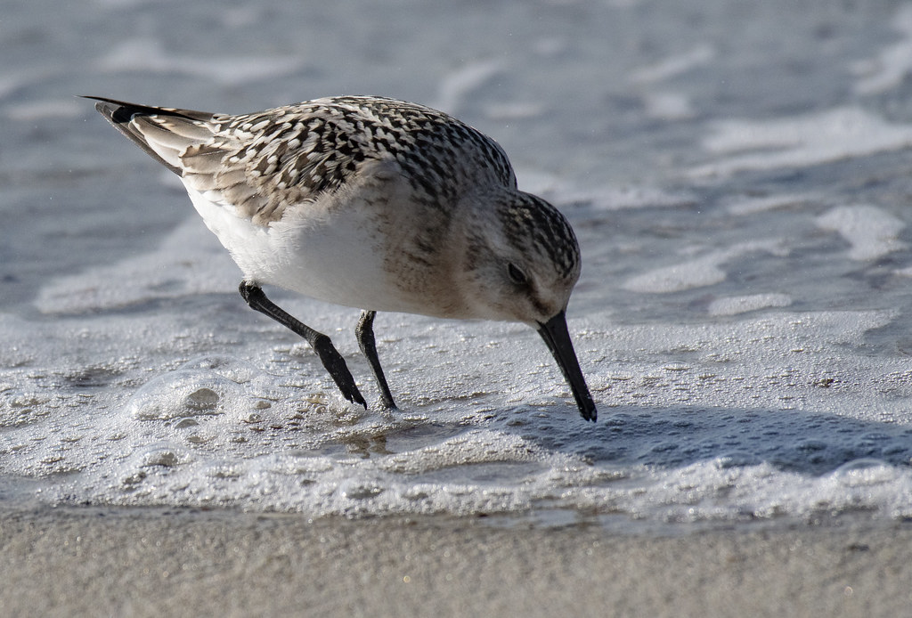 Creating Awareness and Engaging Communities in Sanderling Conservation Efforts