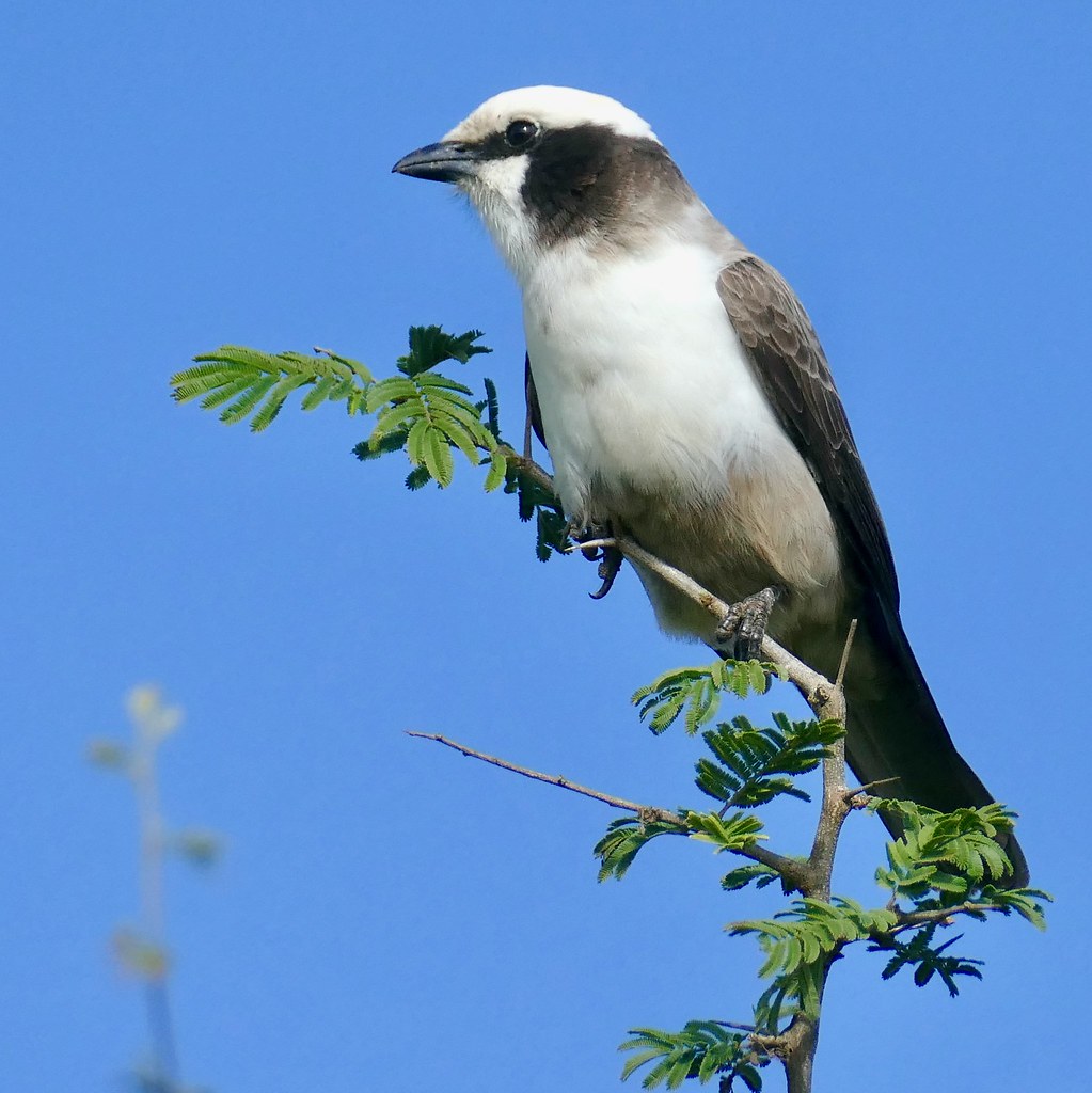 Overview of the White-crowned Shrike: A Unique Species in Masai Mara National Park