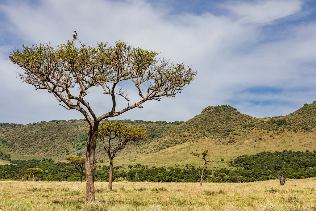 Recommended Precautions for ‌Eco-tourists‌ in the Masai Mara ⁣National Park