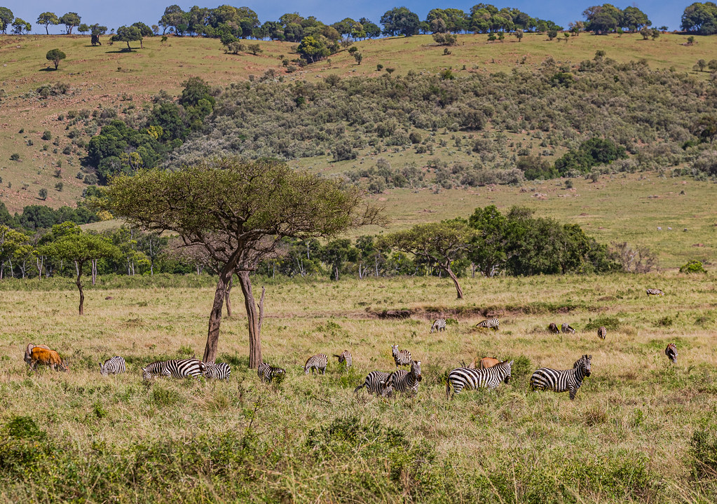 Exploring the Sustainable Agriculture Initiatives of Maasai Mara​ National Park