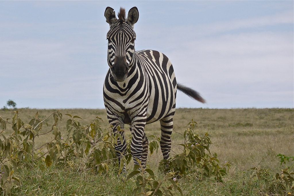 Factors Influencing the Length of a‌ Game ⁢Drive in ‌Masai Mara National‌ Park