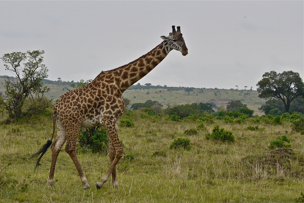 Requesting ⁤a Specialized Game Drive: Exploring‍ Specific Animal Tracking and Behavior⁤ in ​Masai Mara