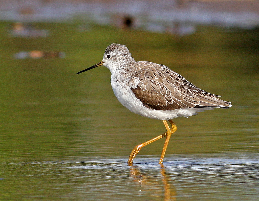 Marvel at the Elegance and ⁤Versatility of the Marsh Sandpiper