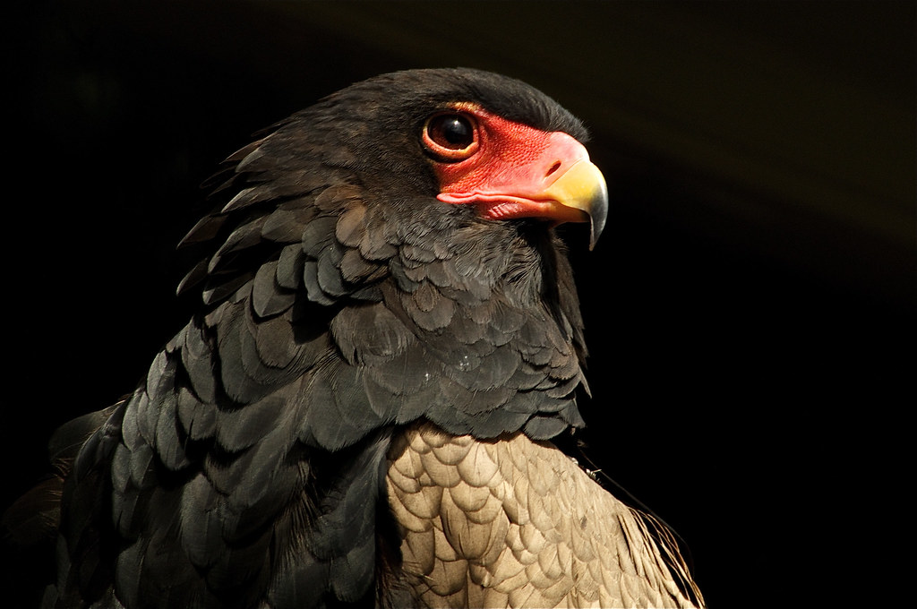 - Catch a Glimpse of the Bateleur Eagle's Hunting Techniques and Feeding Habits​ in Masai Mara