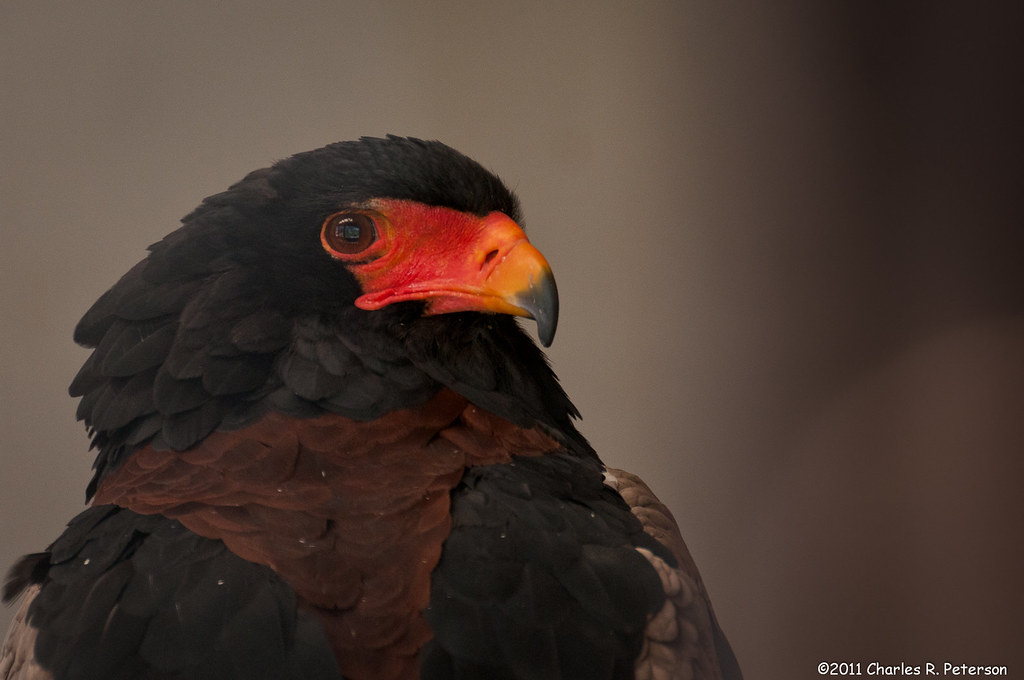 - ‍Delve⁢ into the Habitat and Behavior ⁣of the Bateleur Eagle​ in Masai Mara National Park