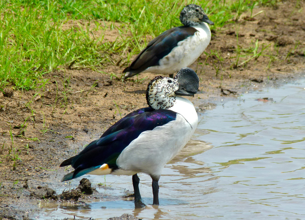 The Best Times and Locations ‌to Spot Knob-billed‌ Ducks in Masai ⁤Mara