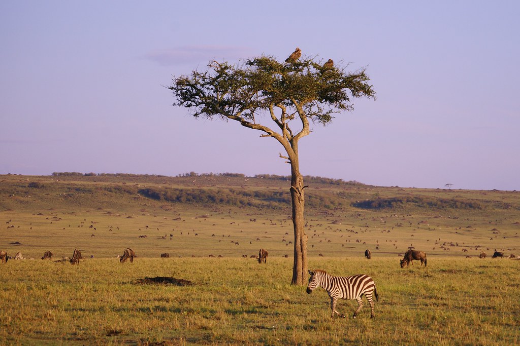 2. Exploiting the⁤ Riches of Masai Mara: A Deep Dive into the African Darter's Ecological Adaptations