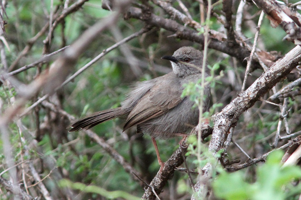 A Rare ​Sight ​in Masai Mara: Discovering the Elusive Grey ⁢WrenWarbler