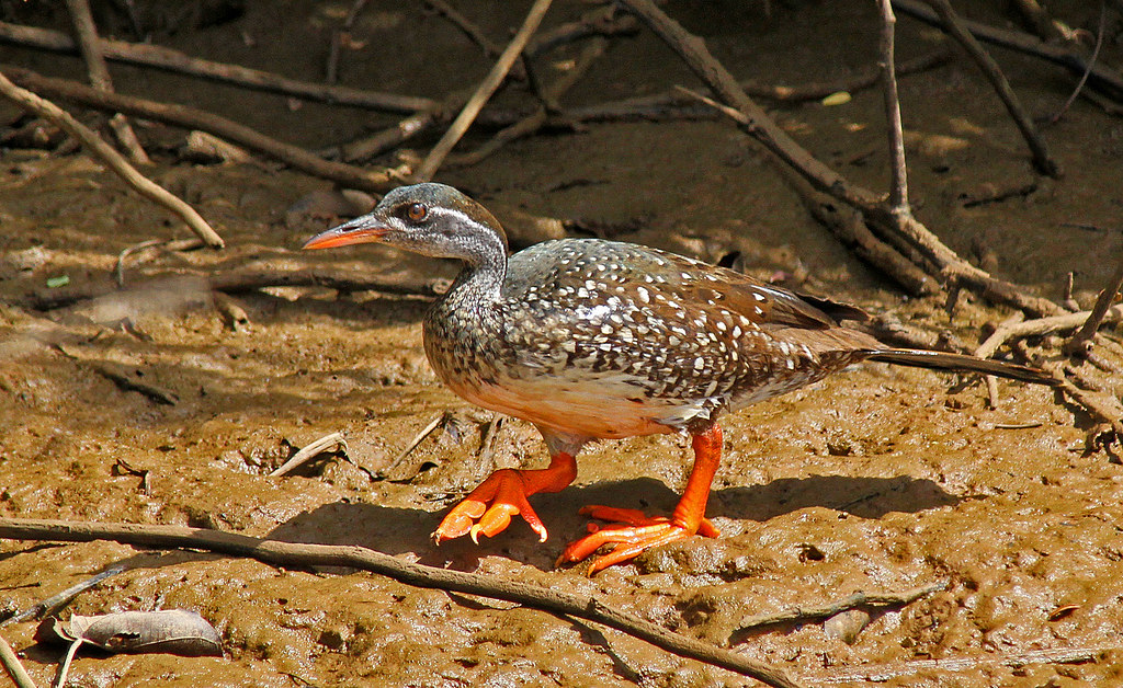 Exploring the Mystique of the‌ African Finfoot in Masai⁢ Mara National‍ Park