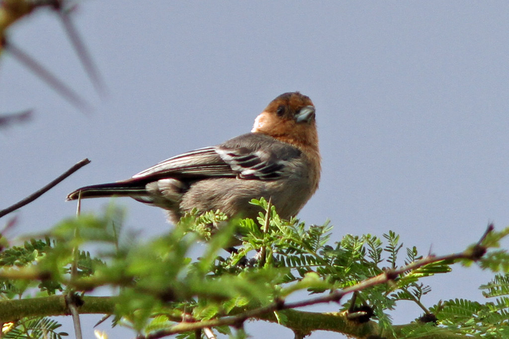 - Exploring the Habitat ⁢of the Redthroated Tit in Masai Mara National Park