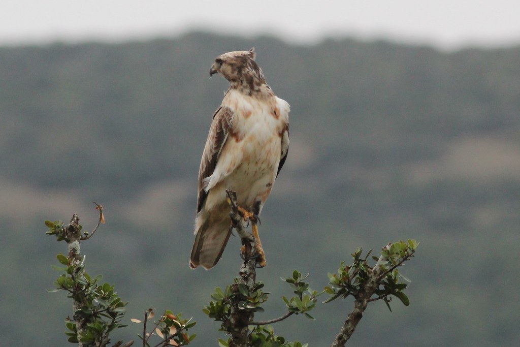 The Enigmatic Behavior​ of‌ the African HawkEagle in Masai Mara