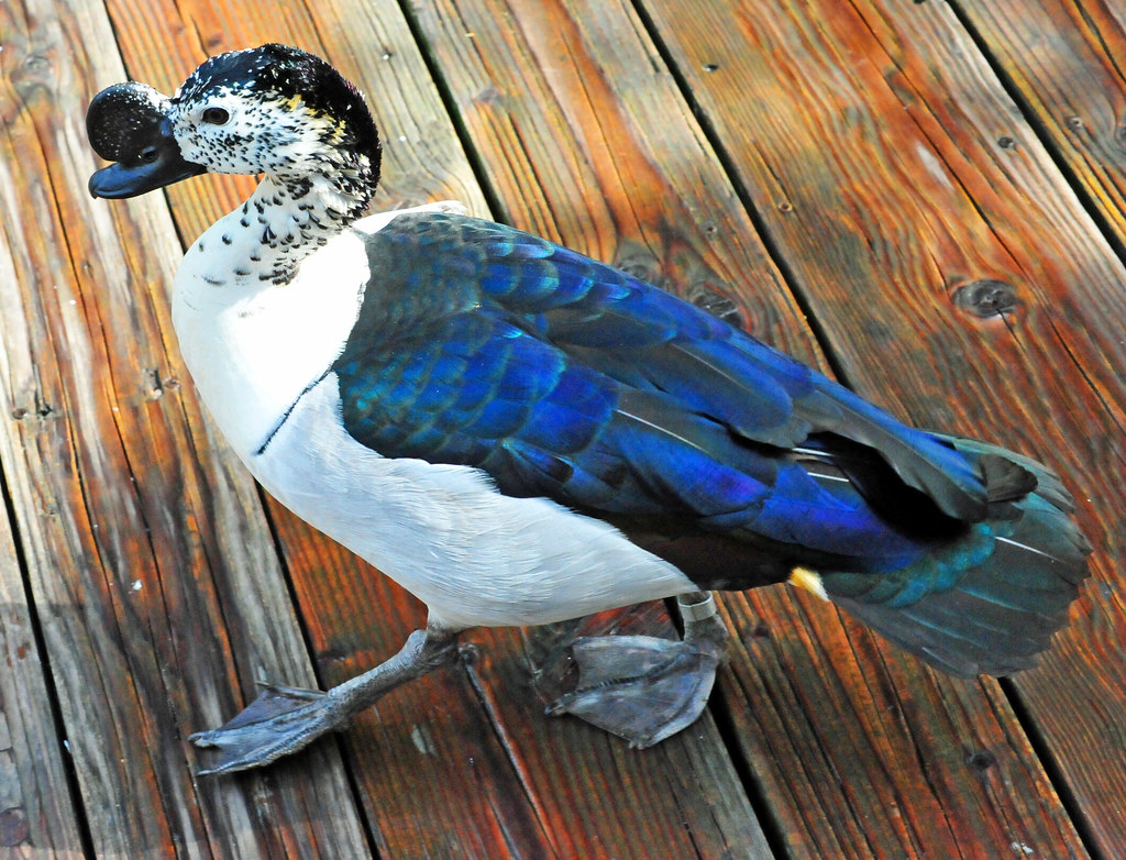 The Knob-billed Duck: A Fascinating Avian Species of Masai Mara