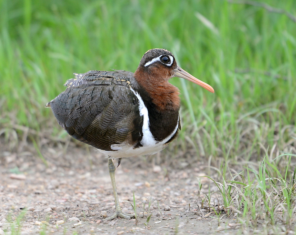 Unraveling the Mysterious Behaviors of the Greater Painted​ Snipe in Masai Mara