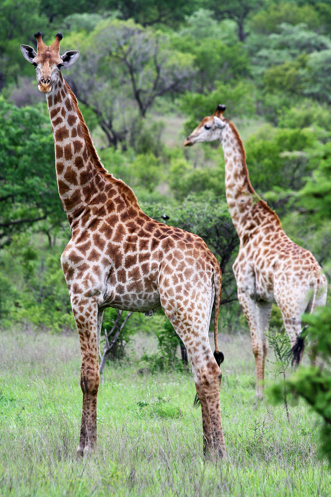 Spotting Giraffes by the ​Riverbanks:⁤ An Unforgettable Experience in Maasai ‌Mara