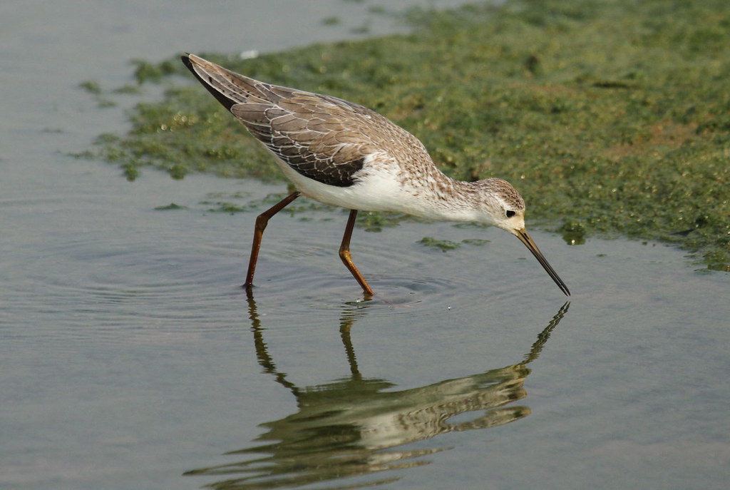 Uncover the Fascinating Adaptations of the Marsh Sandpiper in its Natural Habitat