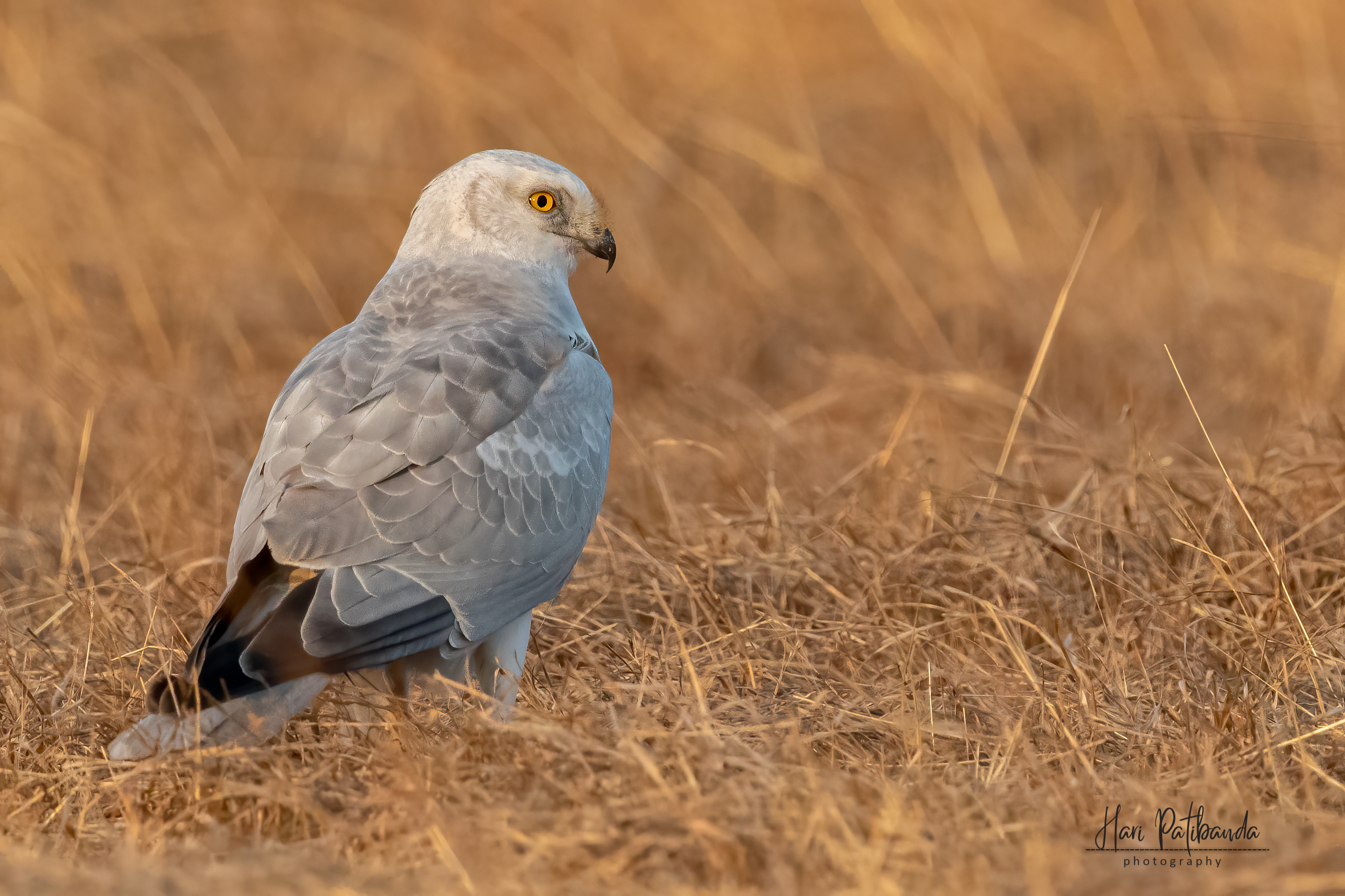 Conservation Efforts: Safeguarding ​the ‍Future of the Pallid ⁣Harrier ⁤in Masai Mara