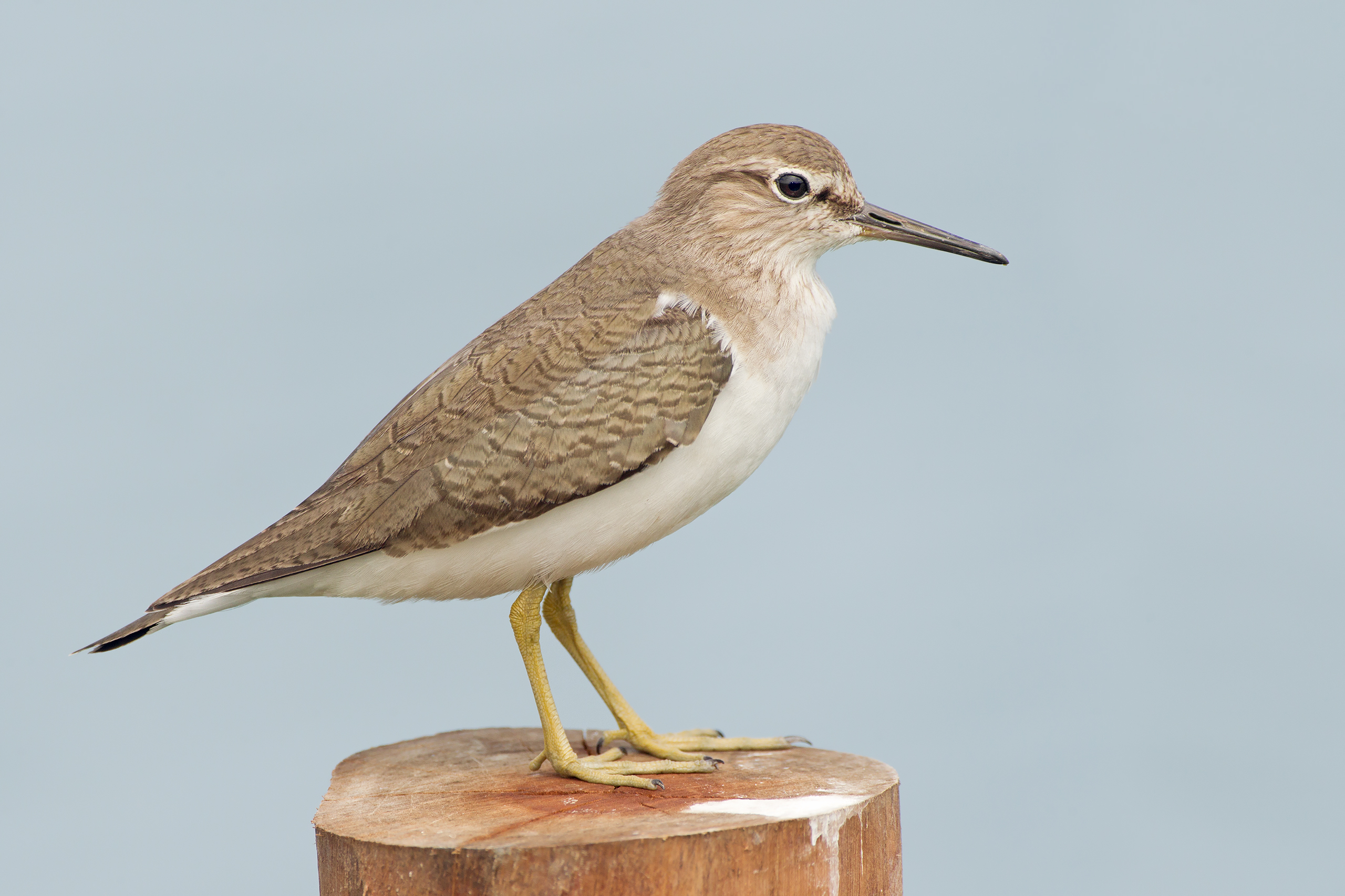 - ‍Introduction to‍ the Common Sandpiper: The Agile Beachcomber of ⁤Masai Mara