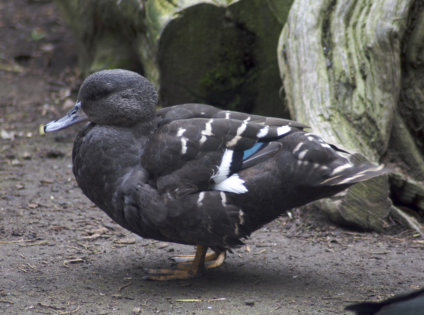 Exploring‌ the Threats to the​ African Black Duck Population in Masai Mara