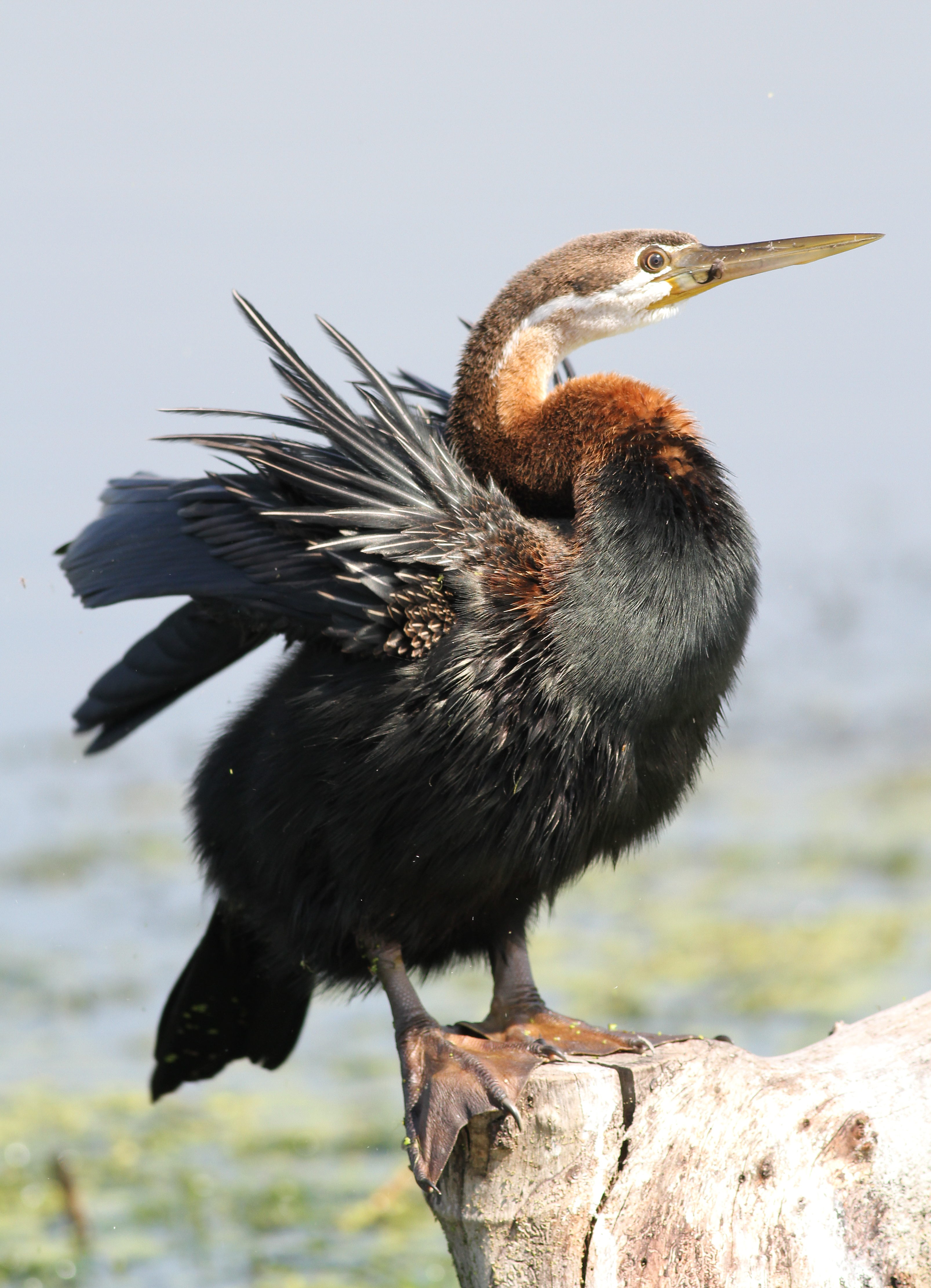 1. ⁤A Majestic Predator: Unraveling the African‍ Darter's Hunting⁢ Techniques in Masai Mara