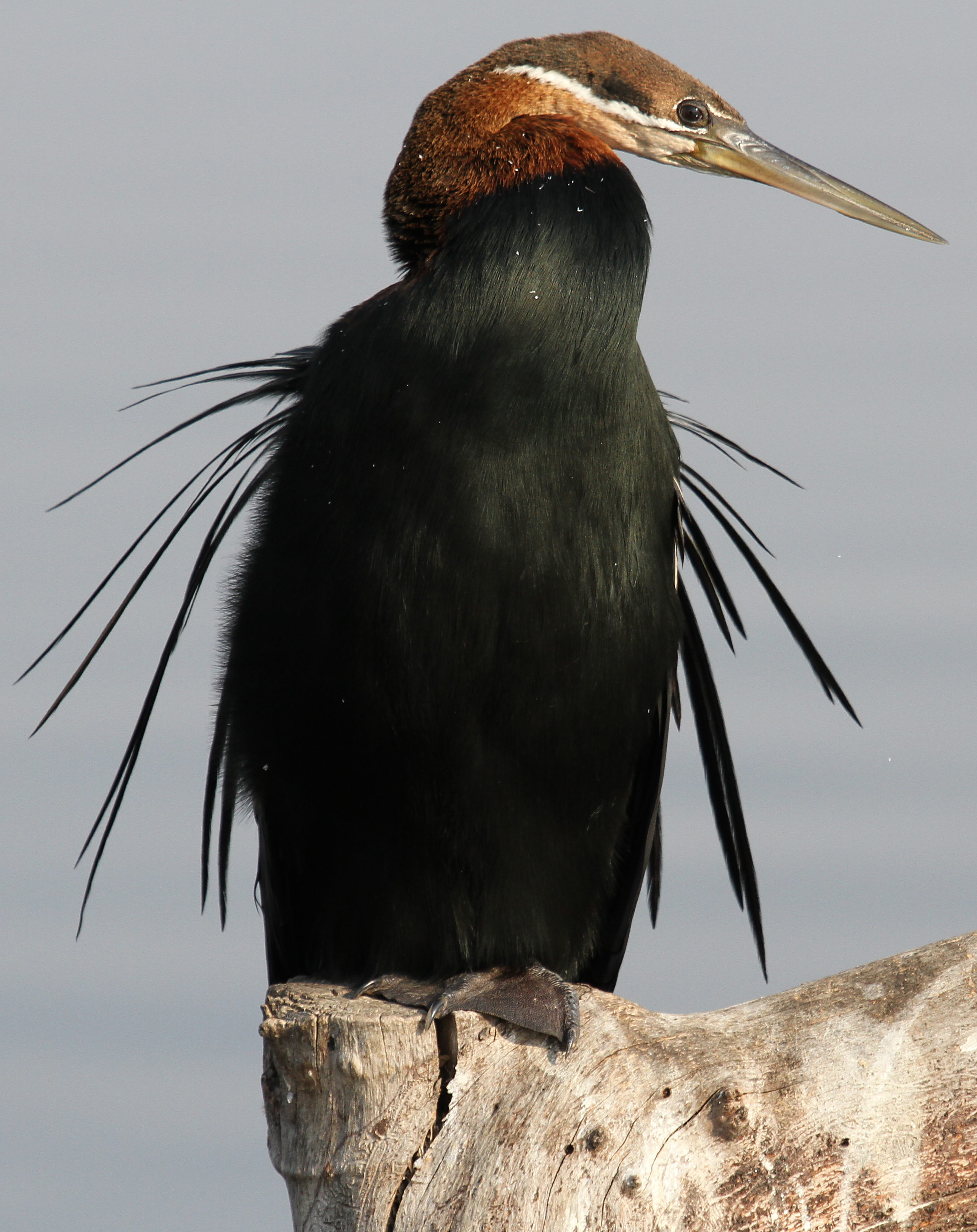 5. Preserving a Unique Species: The Importance of Sustainable Tourism in Protecting African Darters at Masai‍ Mara