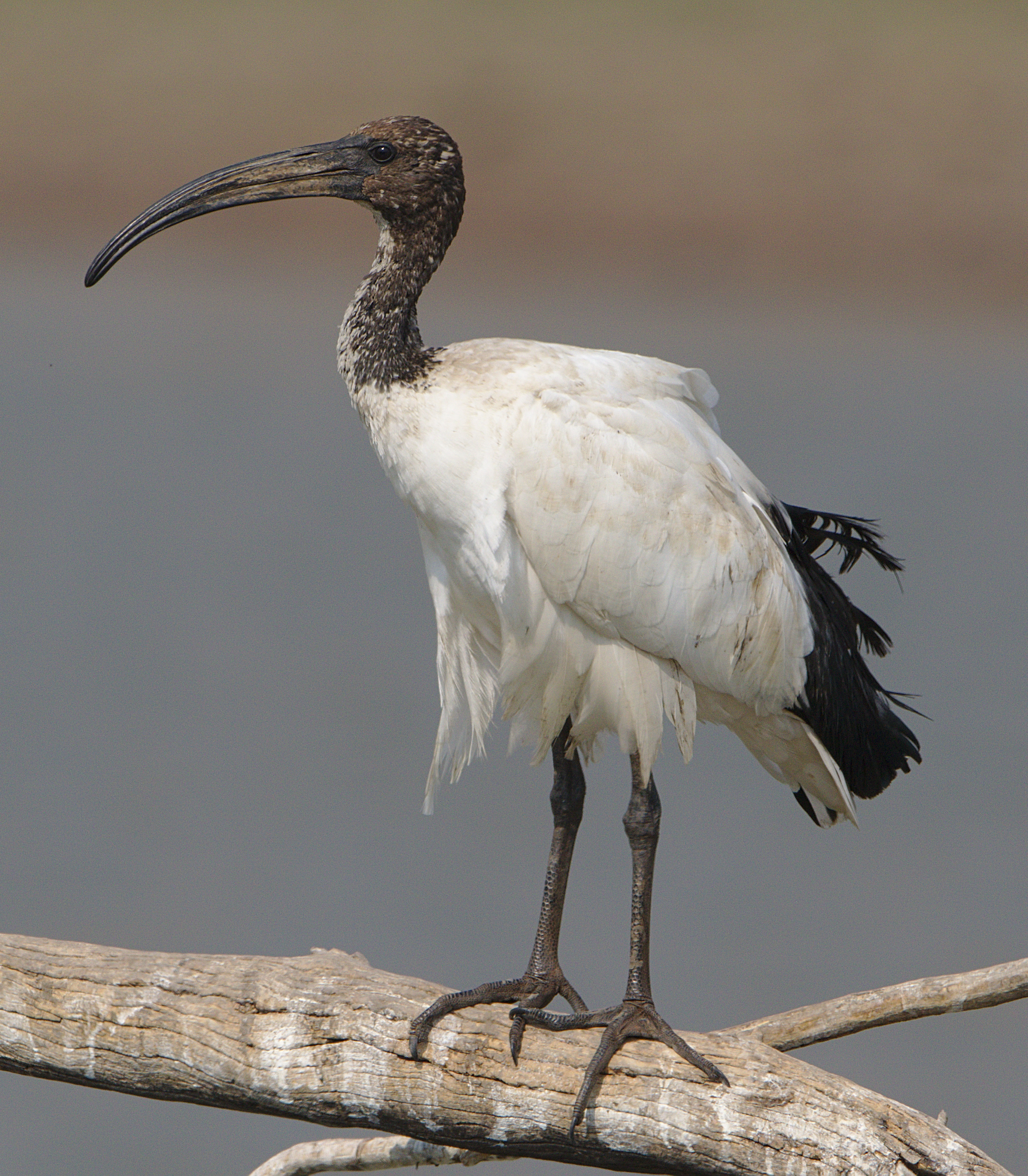 Conservation Efforts: Preserving the⁢ African ⁣Sacred Ibis Population ⁢in Masai Mara National Park