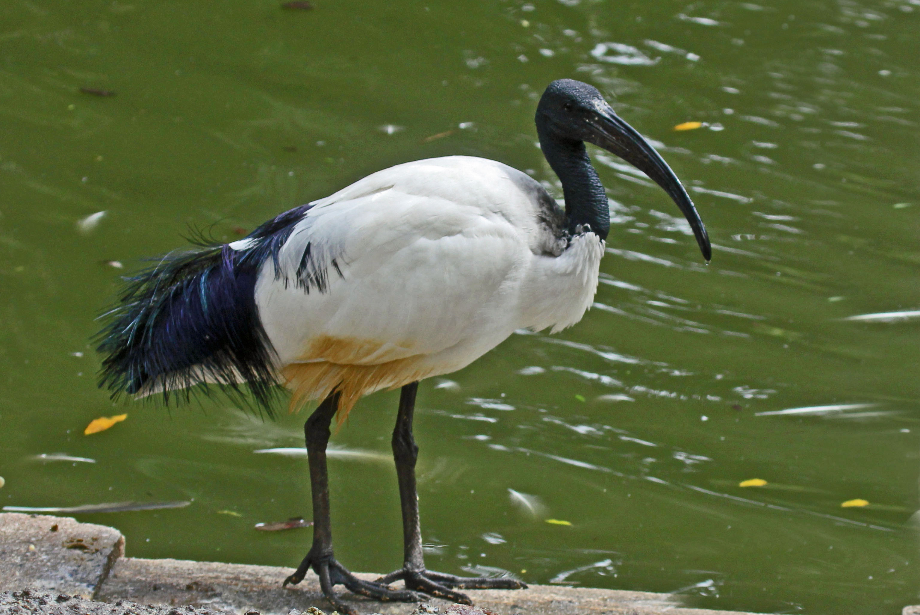 The ⁢Habitat of​ African Sacred Ibis in Masai Mara National Park