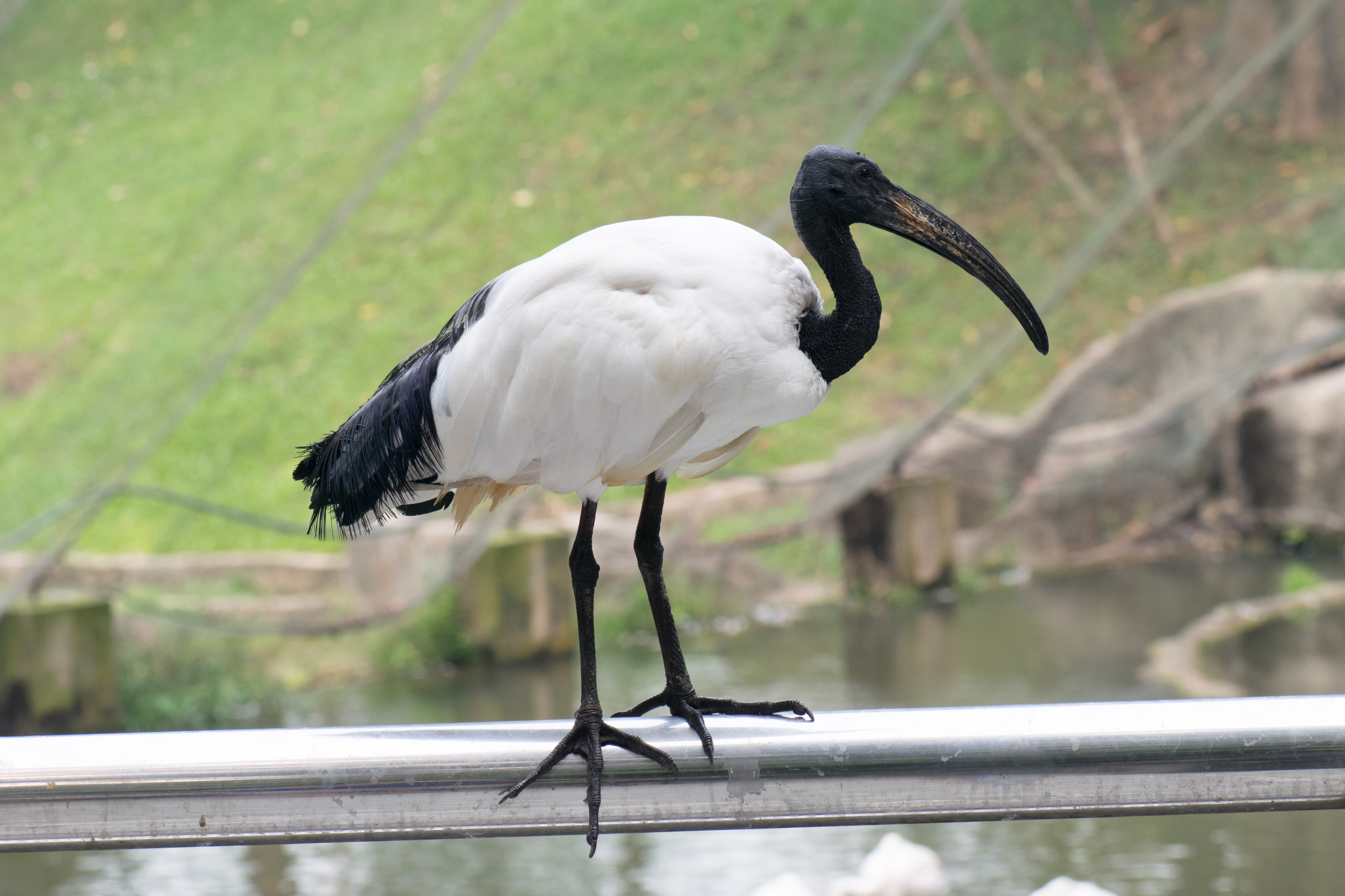 Recommended Ecotourism Activities to Observe African Sacred‌ Ibis in Masai‍ Mara National Park