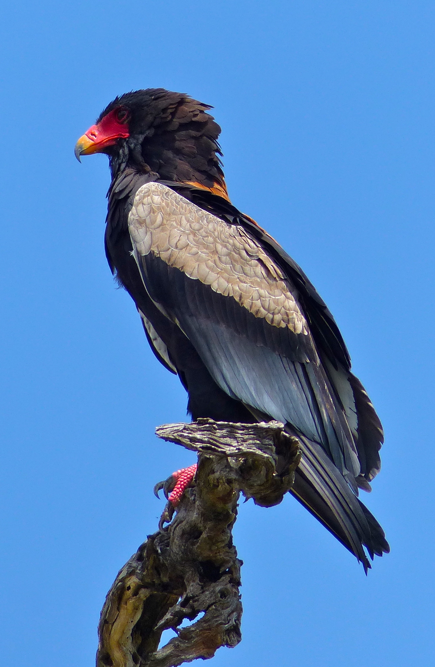 - ⁤Discover⁣ the Breathtaking Beauty and Unique Characteristics of the Bateleur Eagle